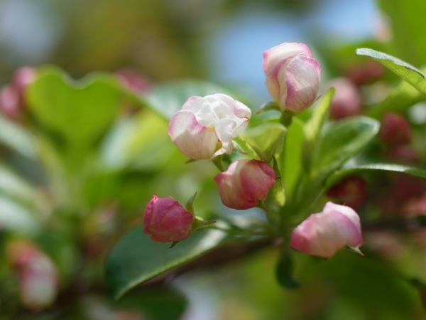 f:id:elmikamino:20120519110708j:image