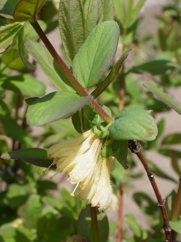 f:id:elmikamino:20120519111005j:image