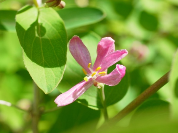 f:id:elmikamino:20120519111645j:image