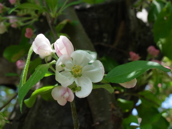 f:id:elmikamino:20120519112346j:image