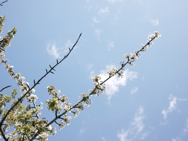 f:id:elmikamino:20120519112720j:image