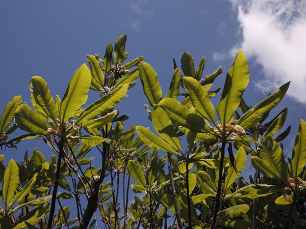 f:id:elmikamino:20120519112824j:image