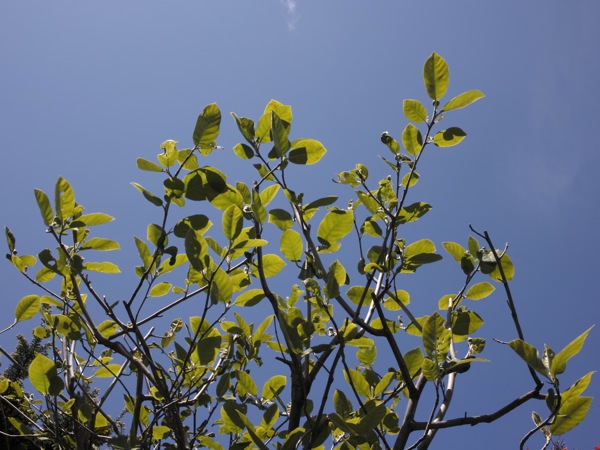 f:id:elmikamino:20120519113611j:image