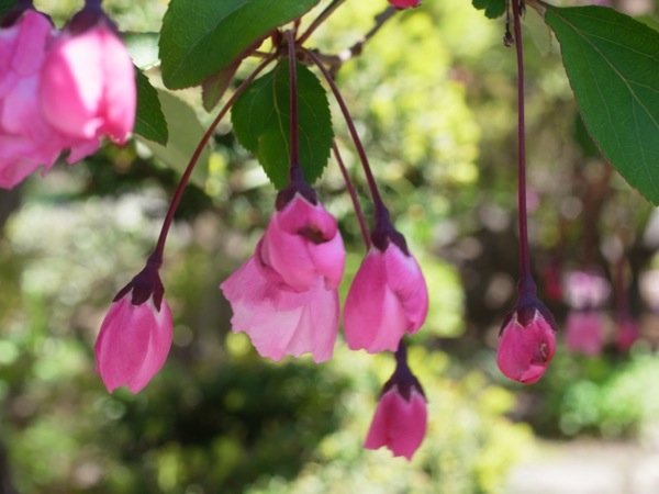 f:id:elmikamino:20120519114033j:image