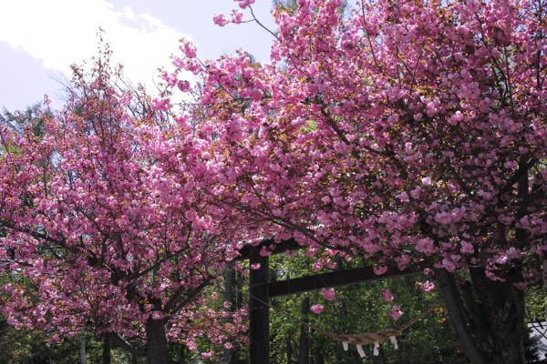 f:id:elmikamino:20120519114506j:image