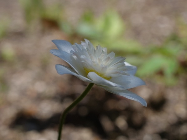 f:id:elmikamino:20120519114718j:image