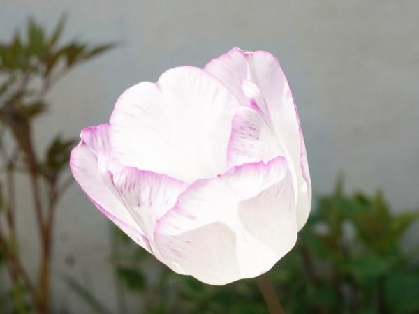 f:id:elmikamino:20120519115428j:image