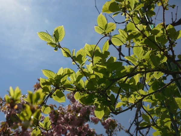 f:id:elmikamino:20120519115705j:image