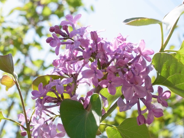 f:id:elmikamino:20120519115840j:image