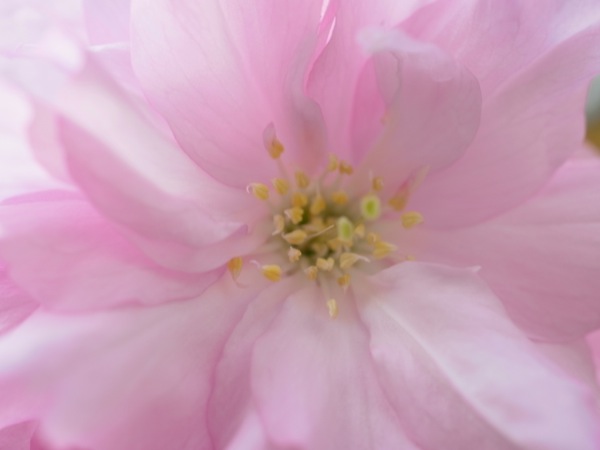 f:id:elmikamino:20120520081548j:image