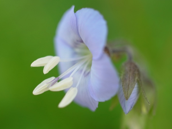 f:id:elmikamino:20120525091732j:image