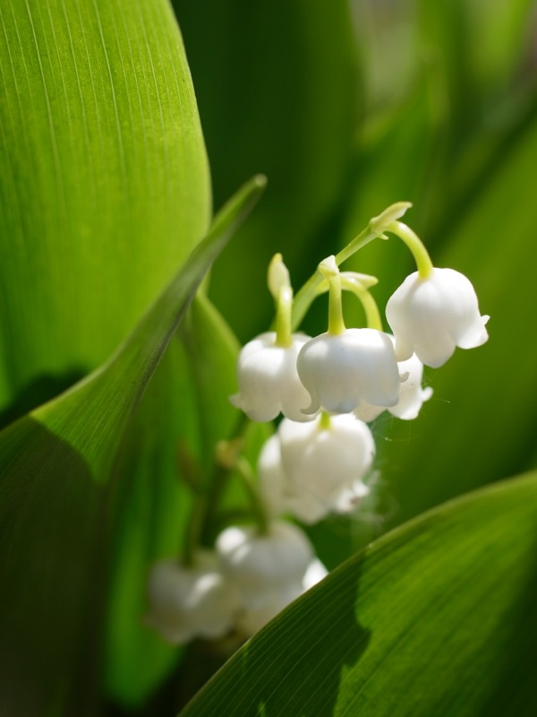 f:id:elmikamino:20120525091829j:image