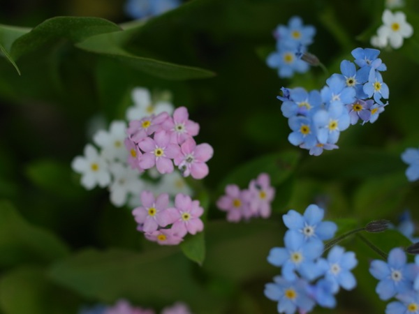 f:id:elmikamino:20120525092527j:image