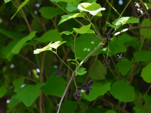 f:id:elmikamino:20120525094214j:image