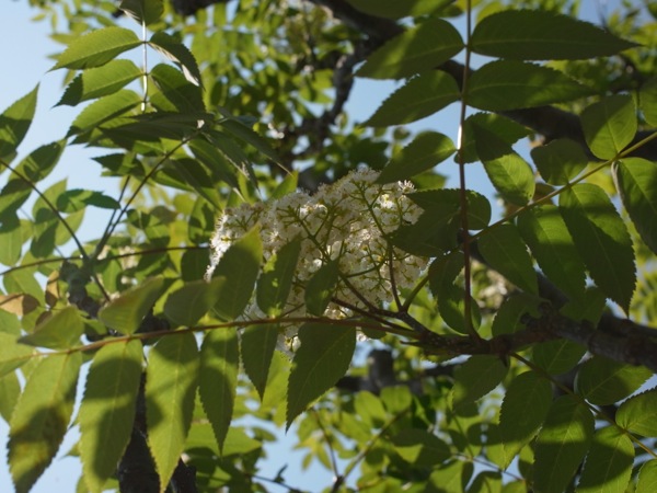 f:id:elmikamino:20120525094253j:image