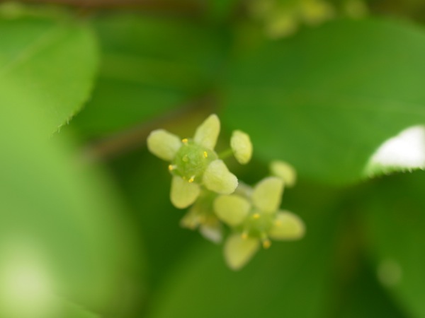 f:id:elmikamino:20120525094354j:image