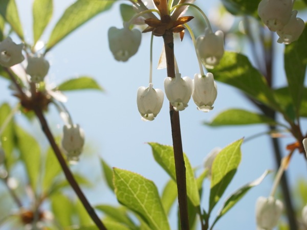 f:id:elmikamino:20120525094911j:image