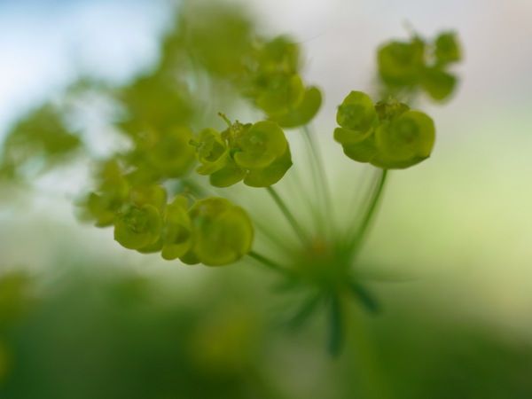 f:id:elmikamino:20120525095112j:image