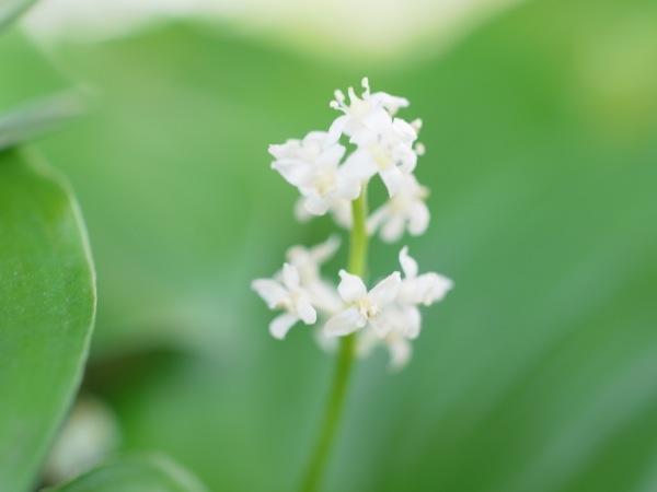 f:id:elmikamino:20120525095203j:image