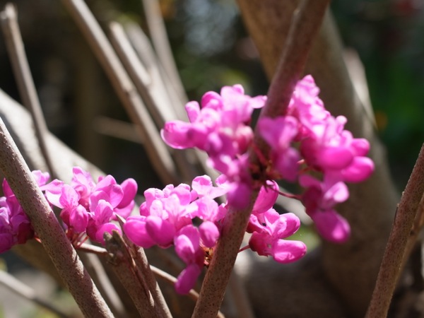 f:id:elmikamino:20120525095427j:image