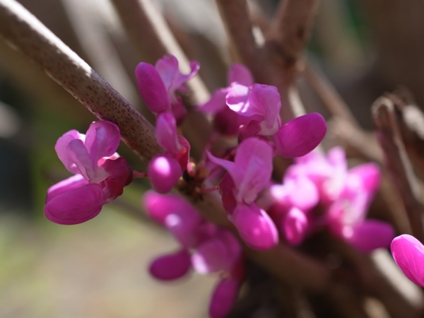 f:id:elmikamino:20120525095435j:image