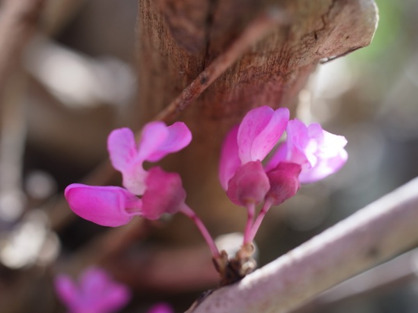 f:id:elmikamino:20120525095452j:image