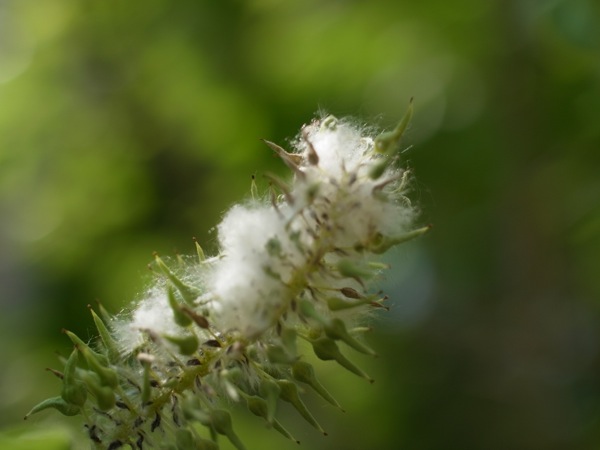 f:id:elmikamino:20120525100457j:image