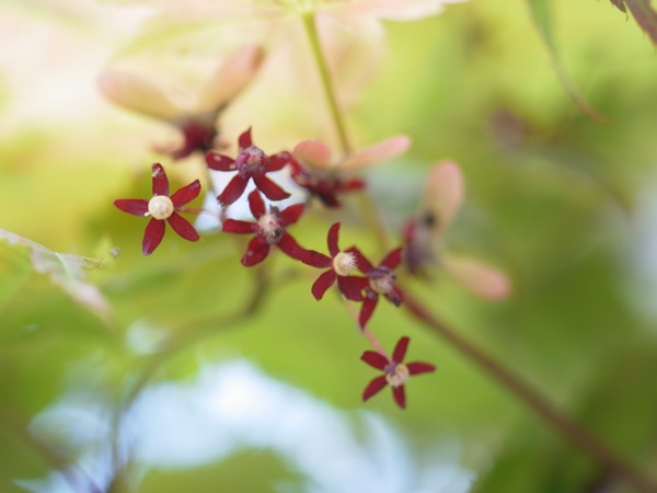 f:id:elmikamino:20120526101631j:image