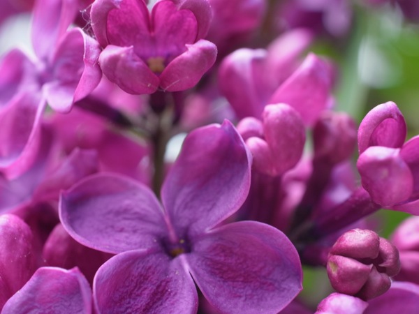 f:id:elmikamino:20120526101938j:image