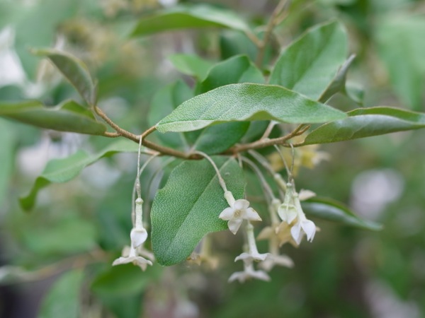 f:id:elmikamino:20120526102242j:image