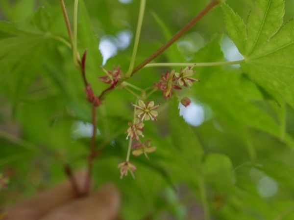 f:id:elmikamino:20120526103039j:image