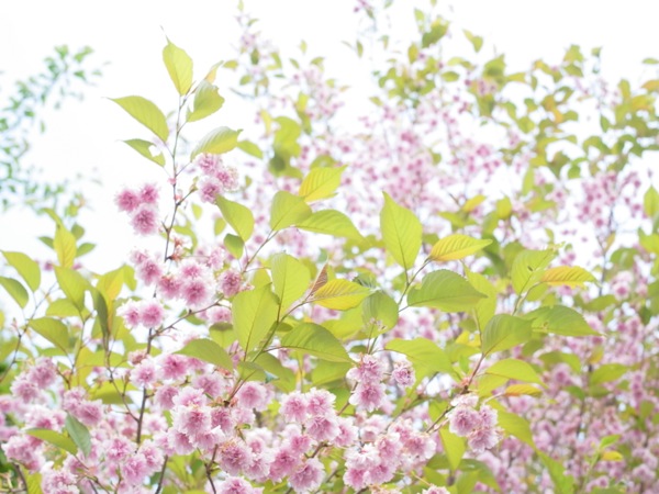 f:id:elmikamino:20120526103459j:image