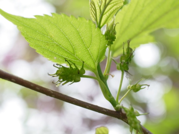 f:id:elmikamino:20120526103738j:image