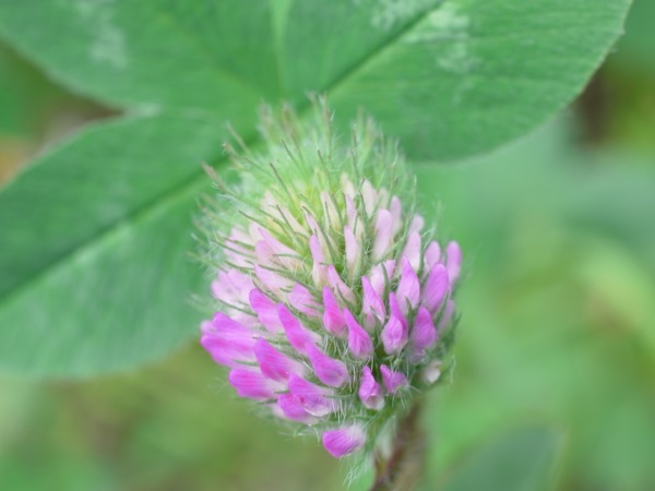 f:id:elmikamino:20120526103904j:image