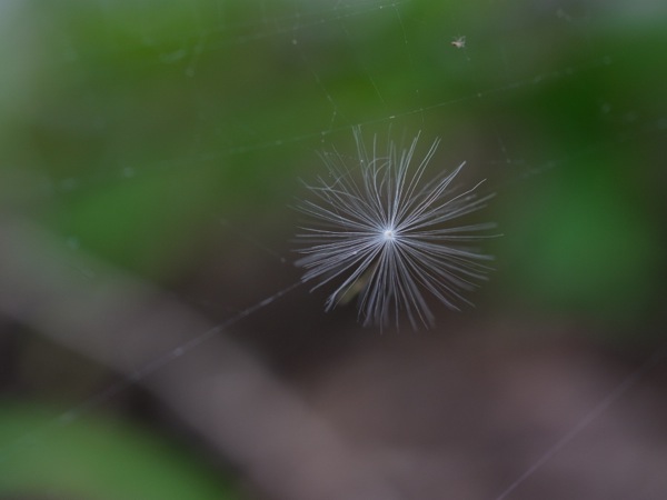 f:id:elmikamino:20120526104101j:image
