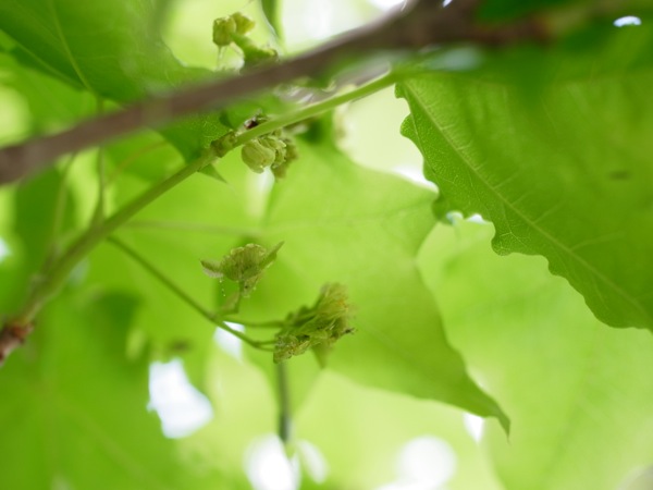 f:id:elmikamino:20120526104259j:image