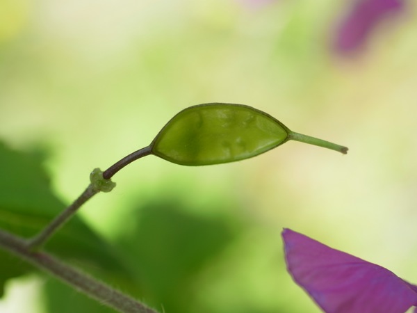 f:id:elmikamino:20120526105553j:image