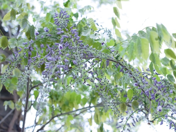 f:id:elmikamino:20120526171818j:image