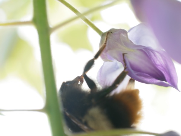 f:id:elmikamino:20120531080121j:image