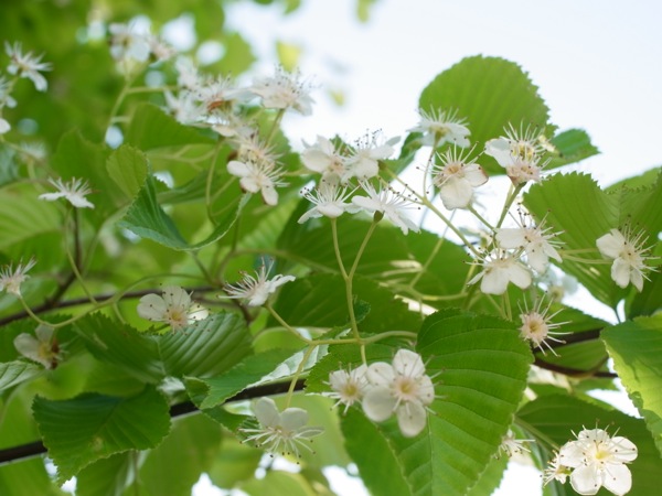 f:id:elmikamino:20120531165605j:image