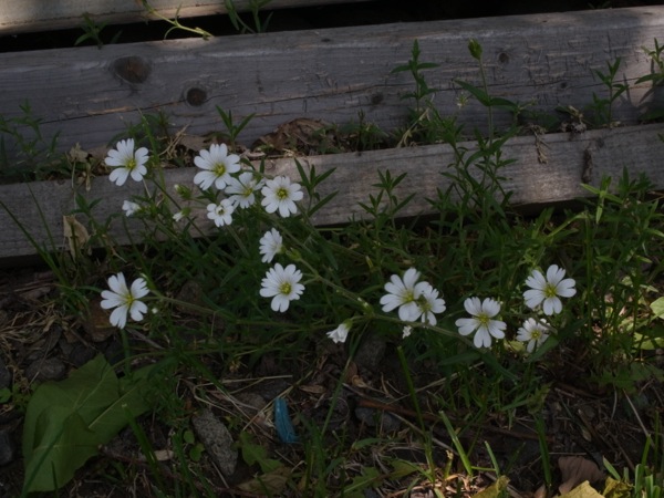 f:id:elmikamino:20120602102425j:image f:id:elmikamino:20120602102425j:image