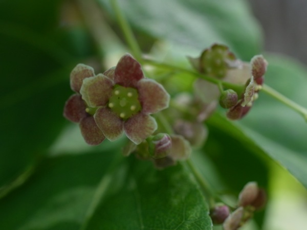 f:id:elmikamino:20120602103601j:image f:id:elmikamino:20120602103601j:image