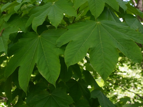 f:id:elmikamino:20120602113632j:image f:id:elmikamino:20120602113632j:image
