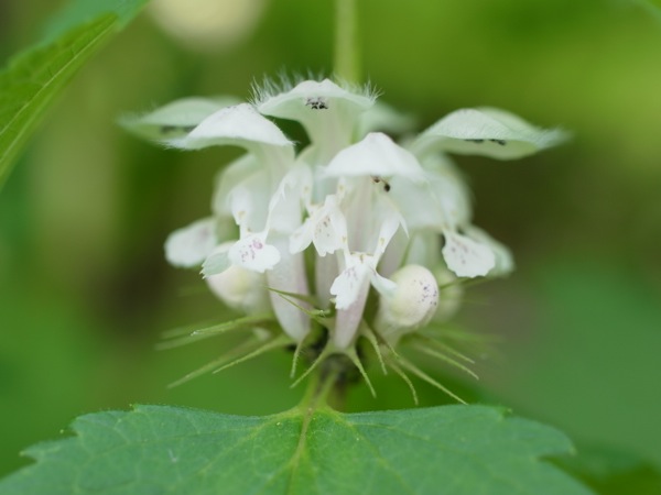 f:id:elmikamino:20120602115226j:image f:id:elmikamino:20120602115226j:image