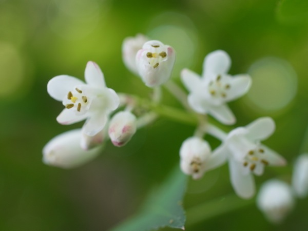 f:id:elmikamino:20120602115645j:image f:id:elmikamino:20120602115645j:image