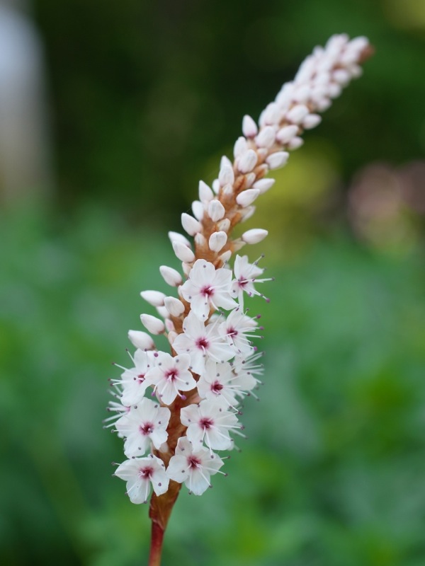 f:id:elmikamino:20120602121205j:image f:id:elmikamino:20120602121205j:image