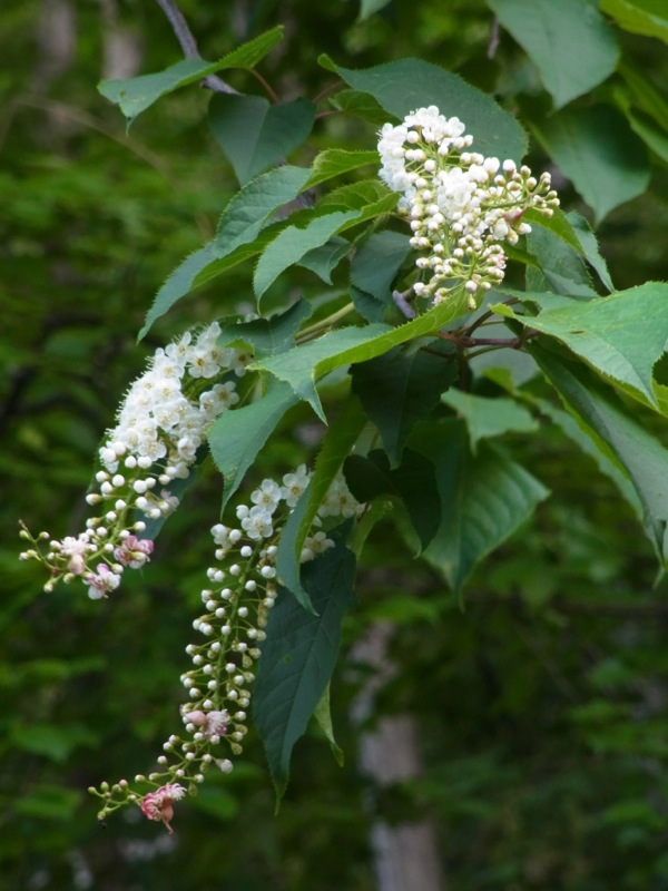 f:id:elmikamino:20120602175234j:image f:id:elmikamino:20120602175234j:image