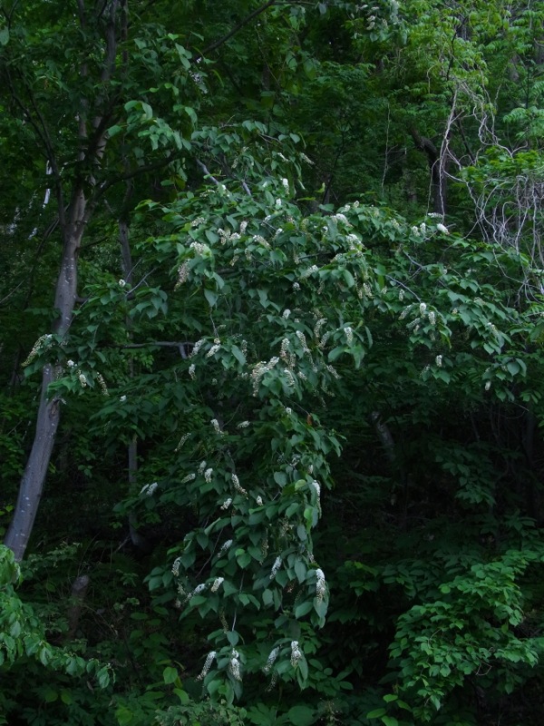 f:id:elmikamino:20120602175435j:image f:id:elmikamino:20120602175435j:image