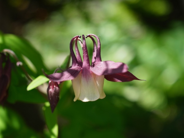 f:id:elmikamino:20120603100726j:image