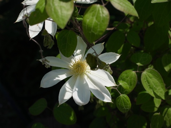 f:id:elmikamino:20120603100927j:image